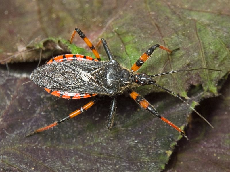Rhynocoris annulatus (Linnaeus, 1758)